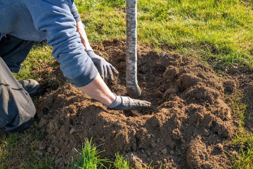 plantation-arbre