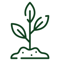 plante